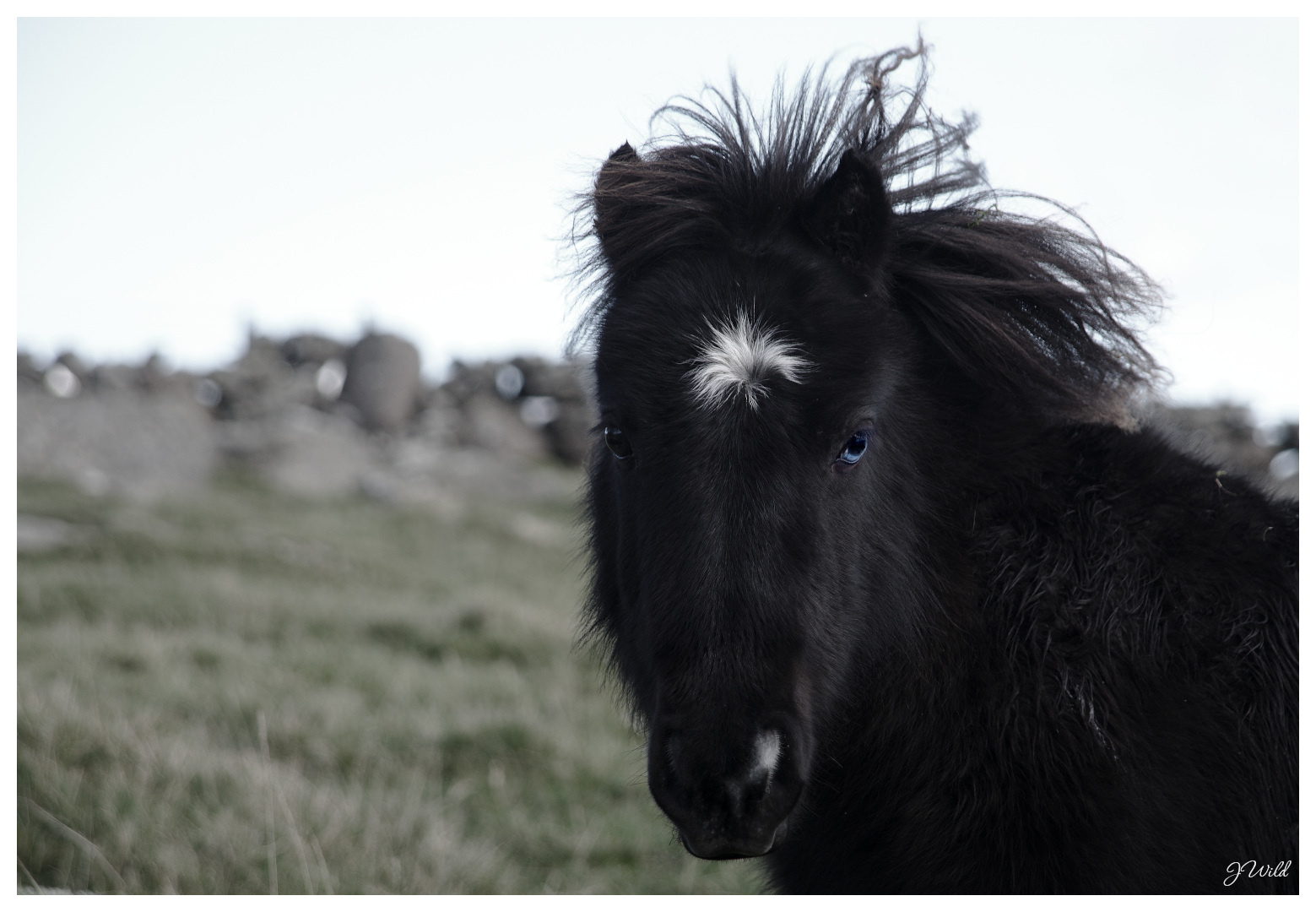 Dartmoor Ponies
