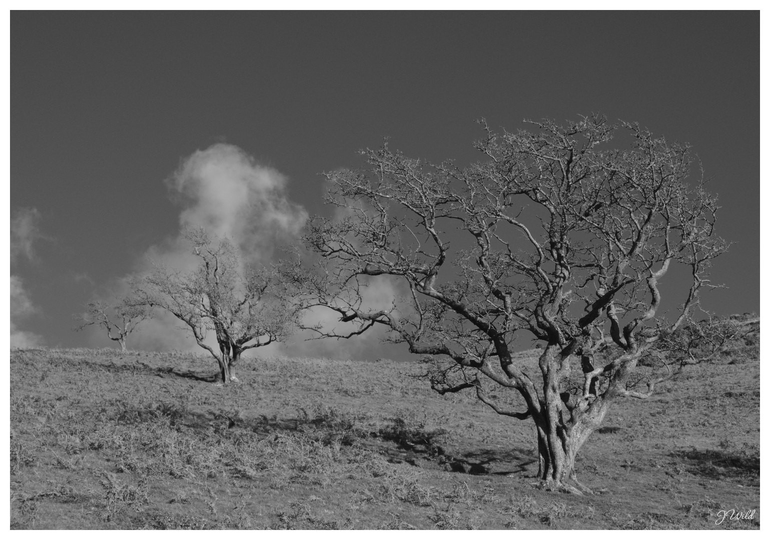 trees